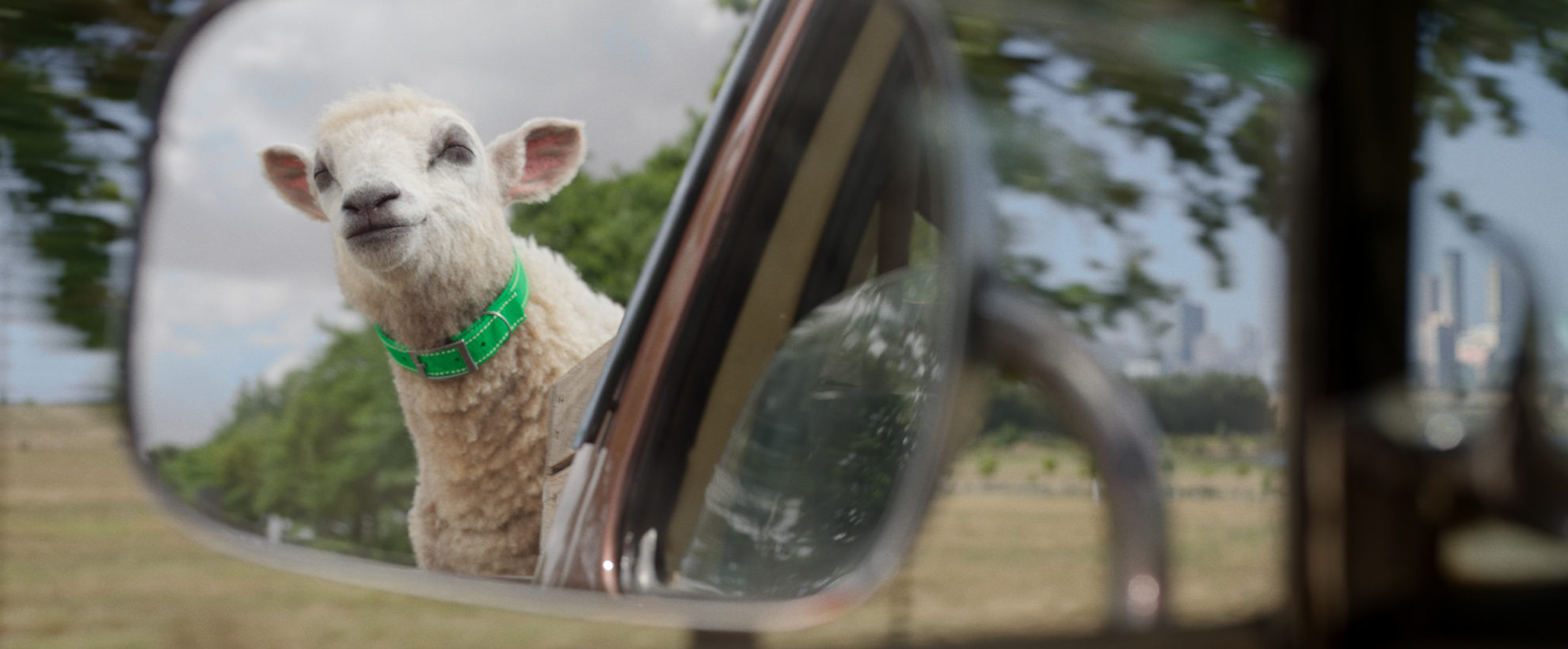 A sheep pokes their head out of a moving car window