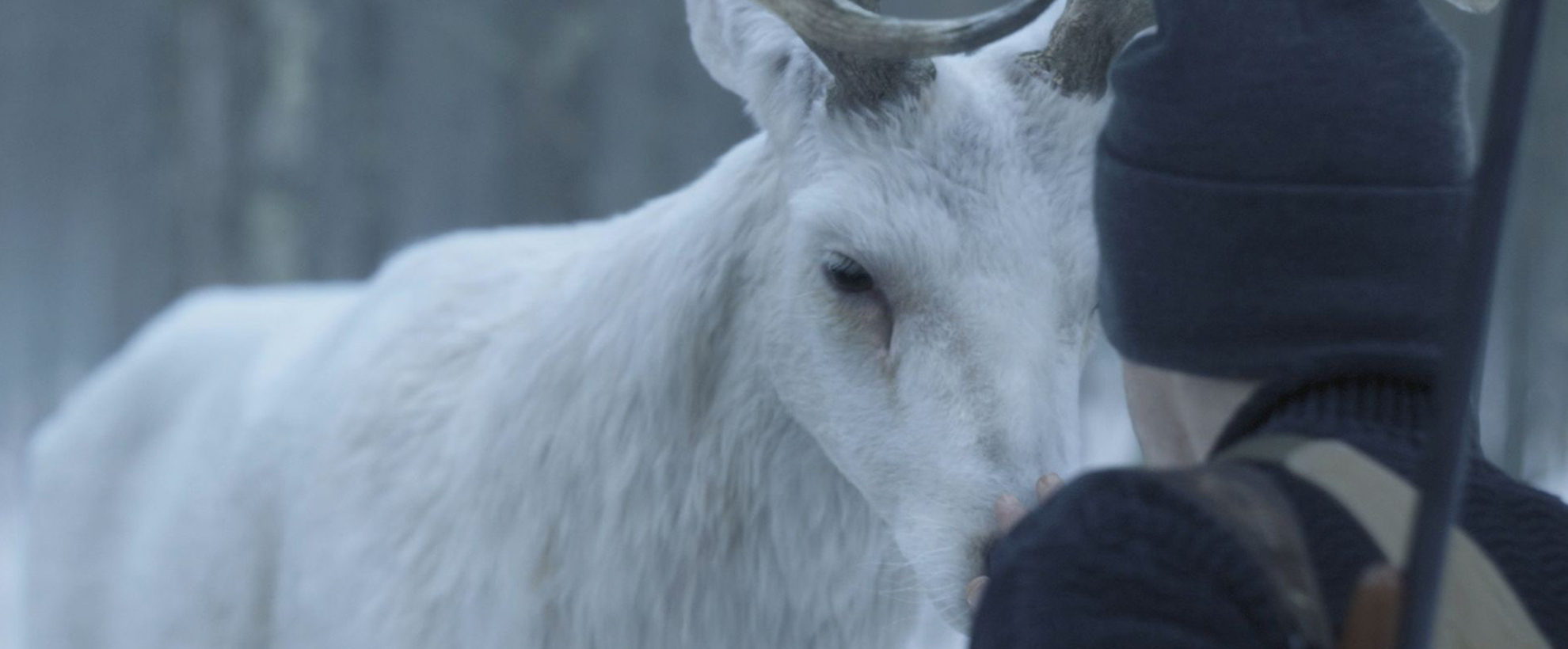 A modern day hunter encounters a white reindeer