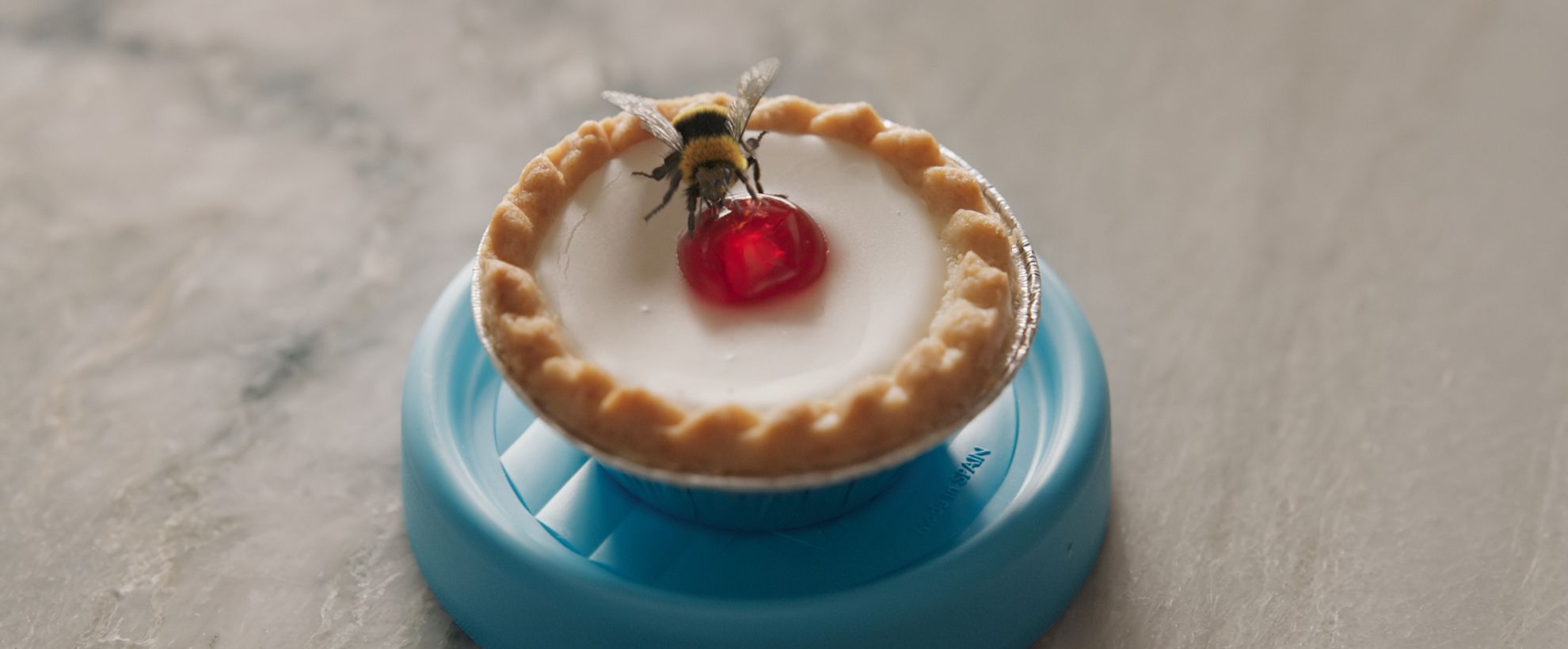 A bee on a small iced tart, sitting on a kitchen counter
