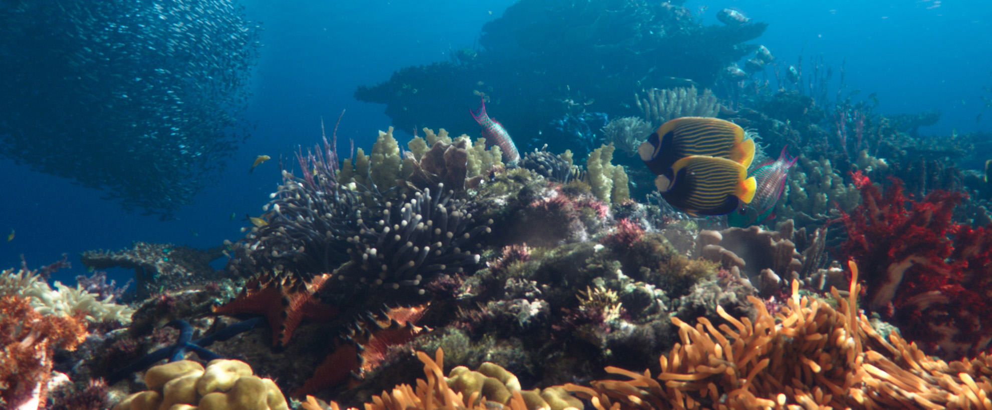 Two yellow and blue fish in a coral reef with a school of smaller fish on the left.