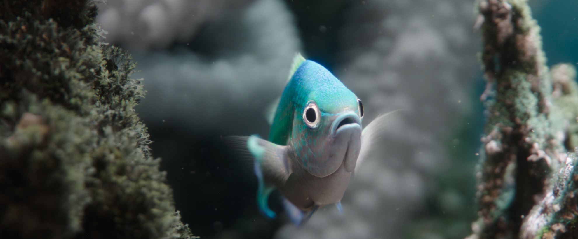 A blue fish in a coral reef.