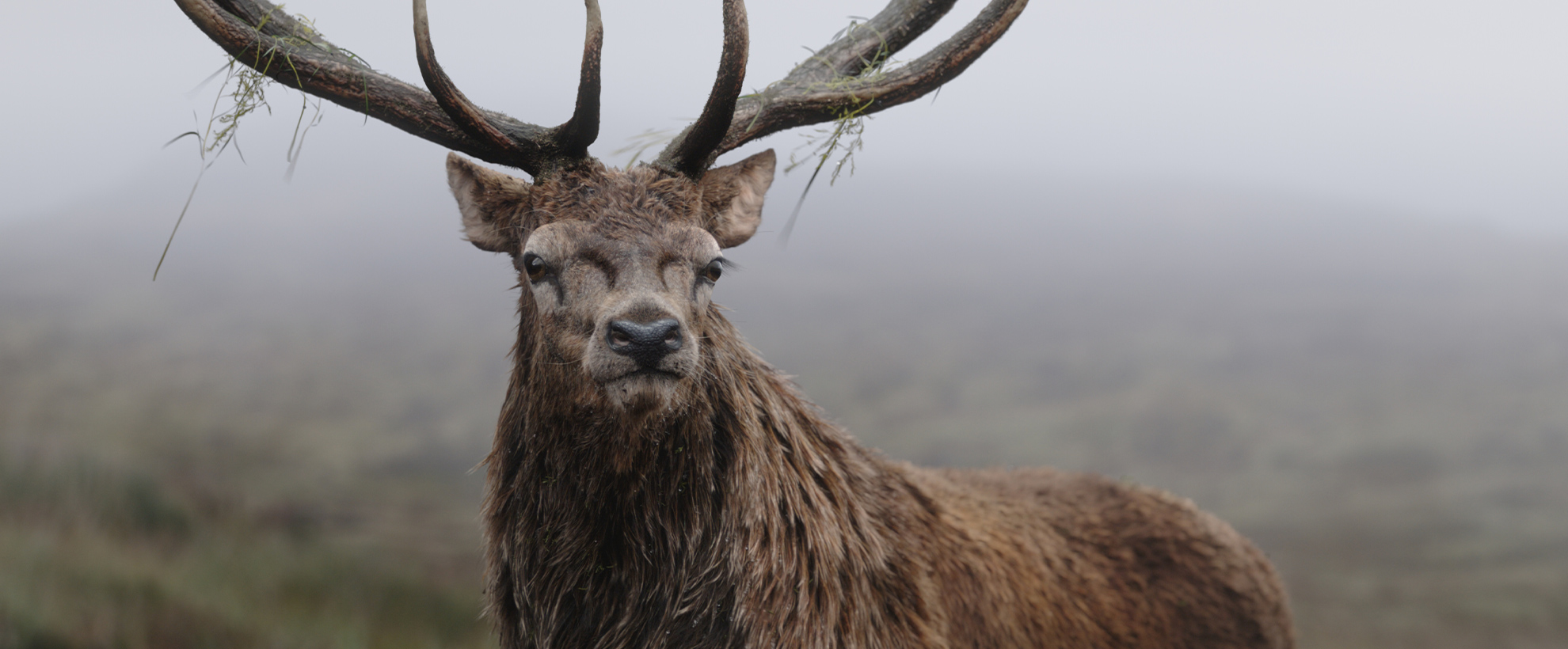 A close up of a CG stag in the scottish highlands