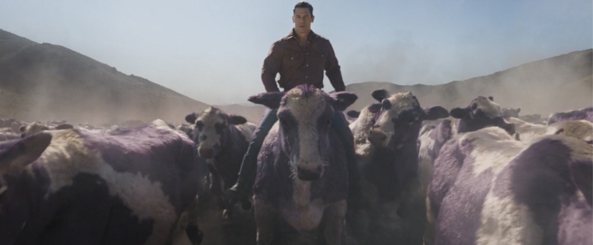 Man riding a cow, leading a crowd of cows