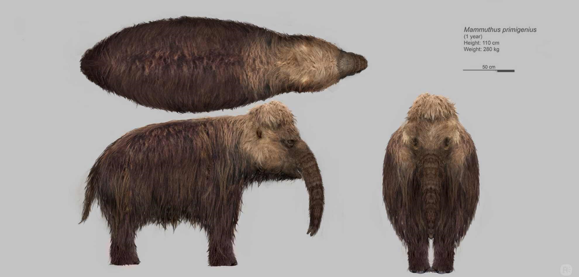 Concept Art of Mammoth yearling for Prehistoric Planet: Ice Age