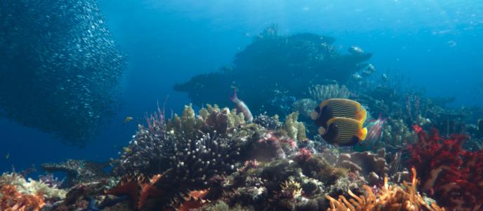 vibrant coral reef with fish swimming by