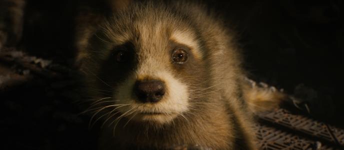 A baby raccoon