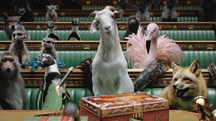 close up shot of a goat in parliament. there are lots of animals beside it and in the other rows behind