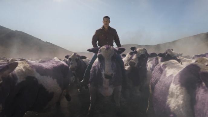 actor john cena riding a purple cow amongst a stampede