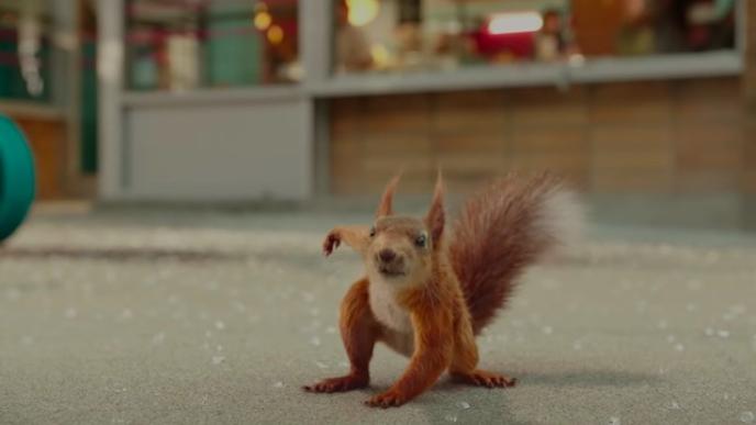 squirrel landing slow motion / squirrel landing/ squirrel landing super hero  #shorts #facts - YouTube