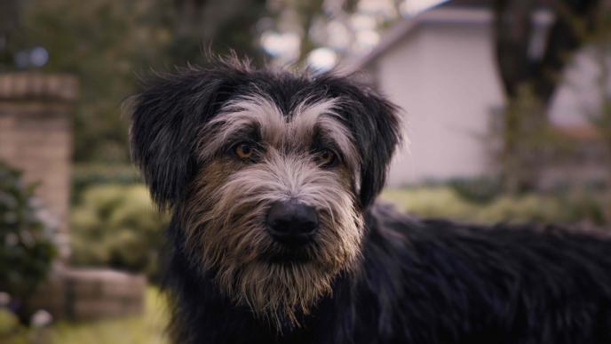 cg animated character tramp the dog looking into the distance