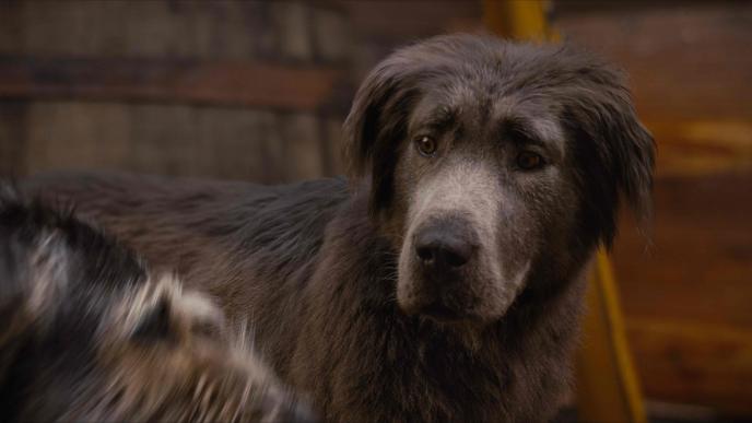 cg animated photorealistic dog from lady and the tramp