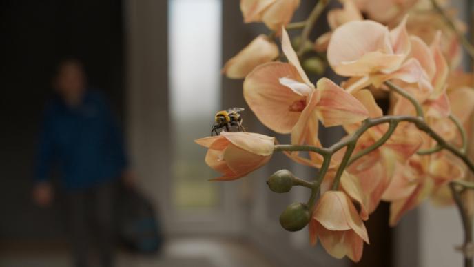 a bee standing on an orchid flower