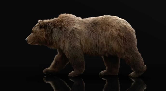 side view of a bear walking on all fours