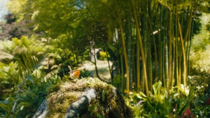 cg animated photorealistic robin bird standing on a mossy rock while looking into the camera. there is a beautiful green garden blurred into the background