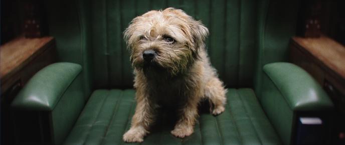 a border terrier dog sitting on a dark green armchair
