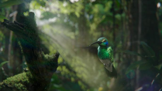 close up of a photoreal animated hummingbird flying mid air in a forest