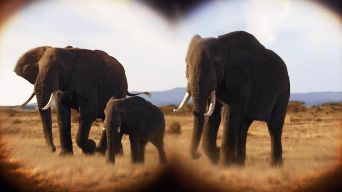 elephants viewed through binoculars