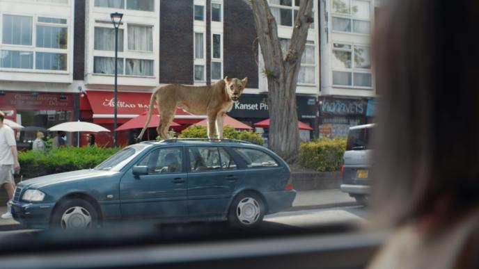 A lioness stands on top of a car