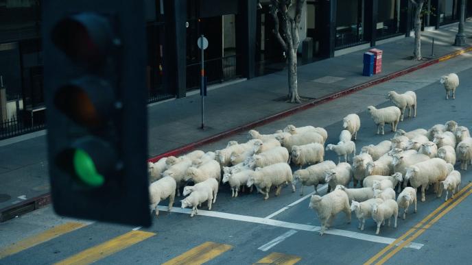 A herd of sheep at a stoplight
