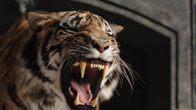 Tiger roaring in Pepsi Gladiator ad