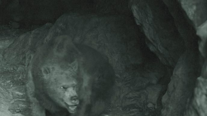 Final of a bear in a cave 
