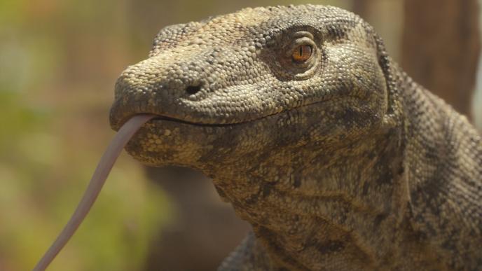 Final of a Megalania Lizard 