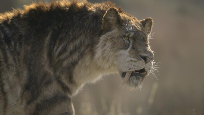 Final of a Smilodon