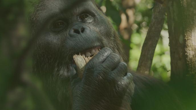 Final of a Gigantopithecus eating 