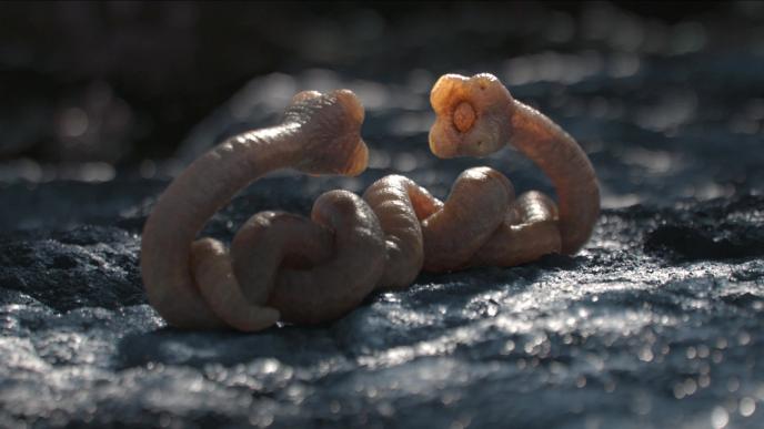 Alien worms