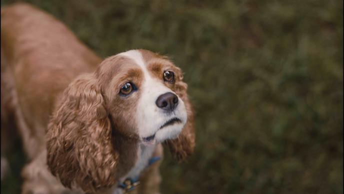 cg animated cocker spaniel character lady the dog innocently looking up while standing on grass