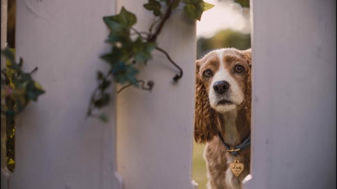 cg animated character lady the dog innocently looking through pillars covered in vines
