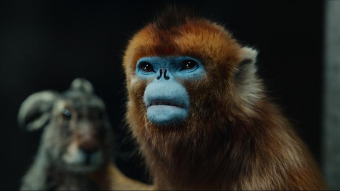 A golden monkey with a blue face, with a hare in the background