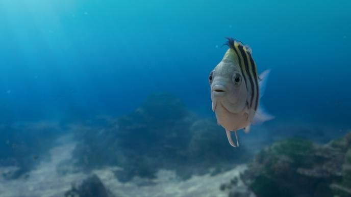 Flounder from the Little Mermaid (2023), swimming in a bright blue ocean