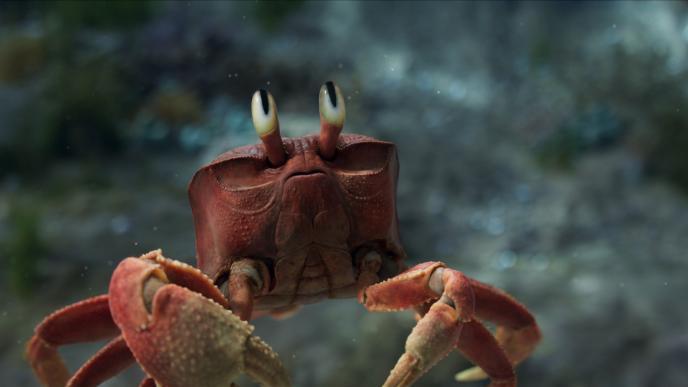 Sebastian from The Little Mermaid (2023)