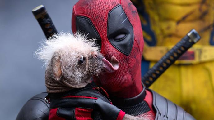 Deadpool with a small ugly dog, licking his face