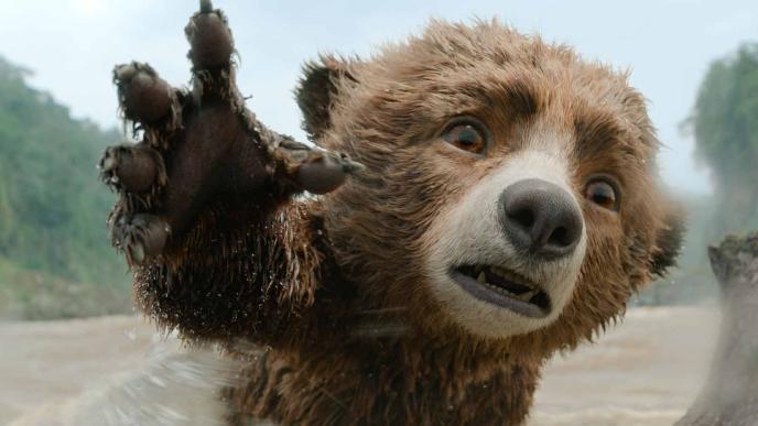 Baby Paddington on a log on a river, reaching out a paw