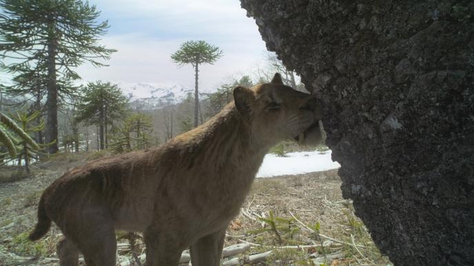 Prehistoric_Planet_A_saber-toothed_cat 