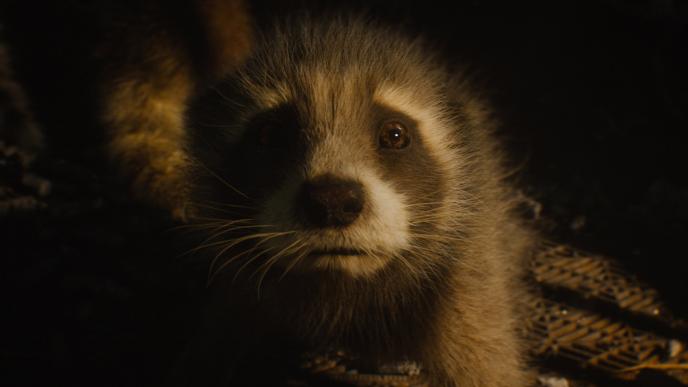 Baby Rocket raccoon in Guardians of the Galaxy 3