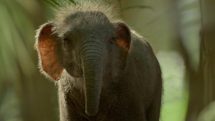 Image of the final version of the Stegodon in Prehistoric Planet: Ice Age