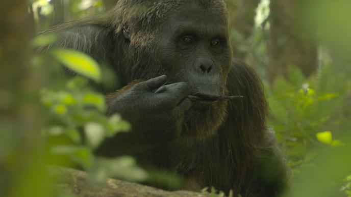 Final of a Gigantopithecus 