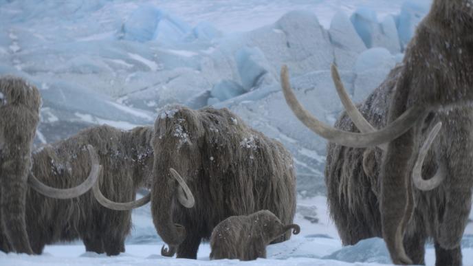 Final of a herd of Mammoths 