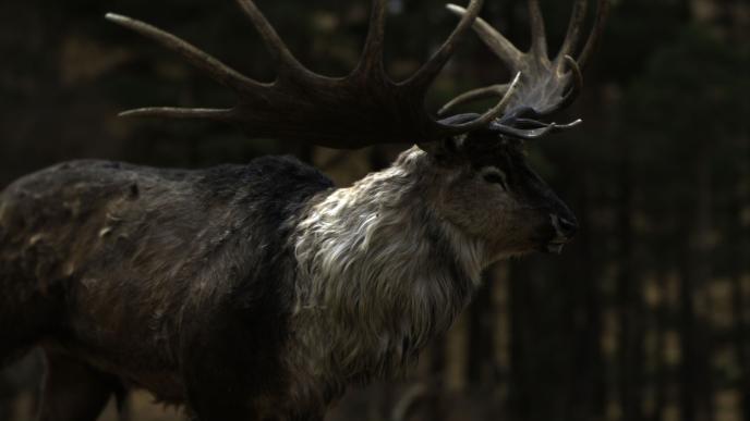 Final image of a Moose 