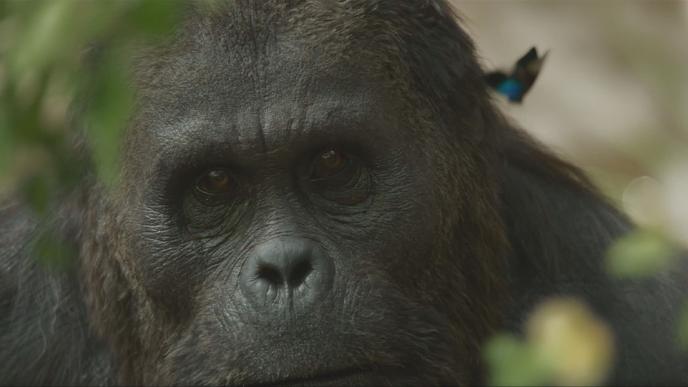 Final image of the Gigantopithecus