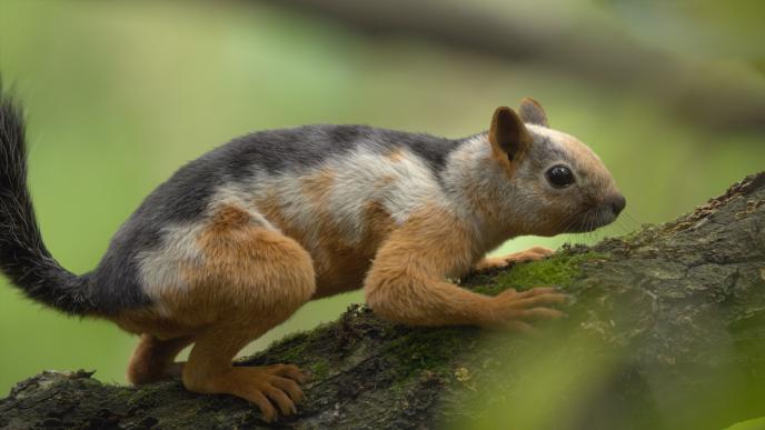 Final image of a squirrel 