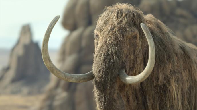 Final of a Woolly Mammoths 