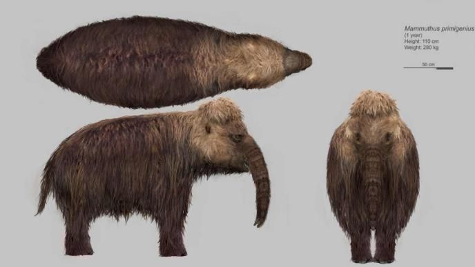 Concept Art of Mammoth yearling for Prehistoric Planet: Ice Age