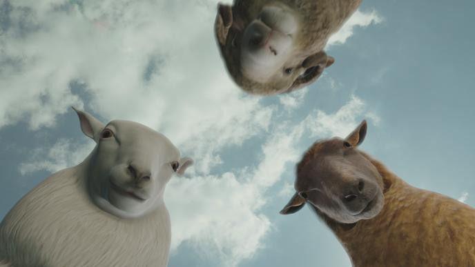 Postvis of 3 sheep staring down a virtual camera lens
