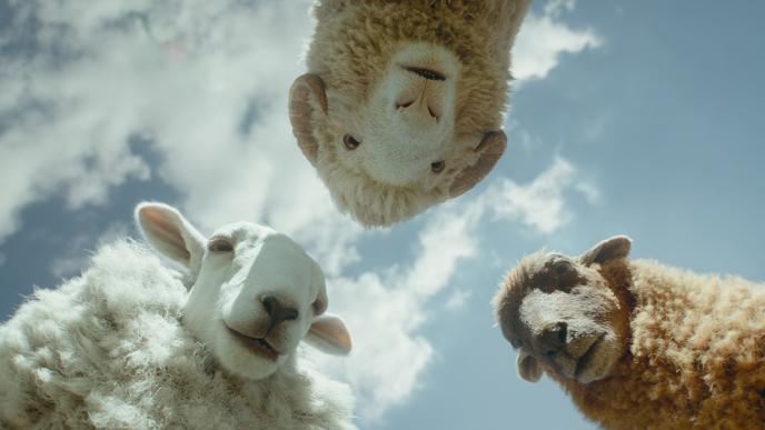 Final image from The Sheep Detectives. 3 CGI sheep stare down a camera lens