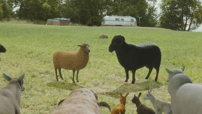 Postvis of CGI sheep on top of the plate footage
