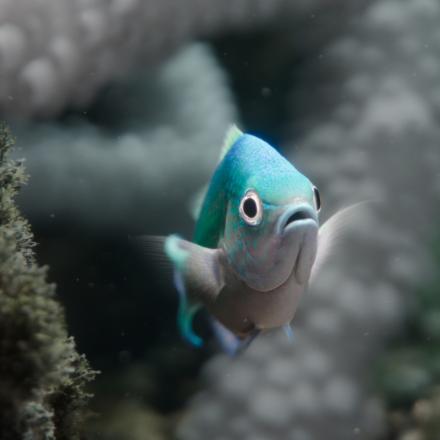 a close up of a light blue fish looking into the camera in between coral